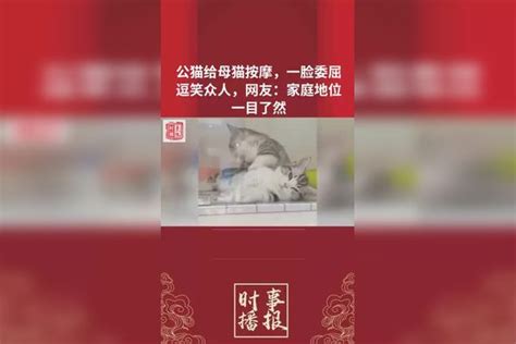 公猫给母猫按摩，一脸委屈逗笑众人，网友：家庭地位一目了然 萌宠 搞笑 生活