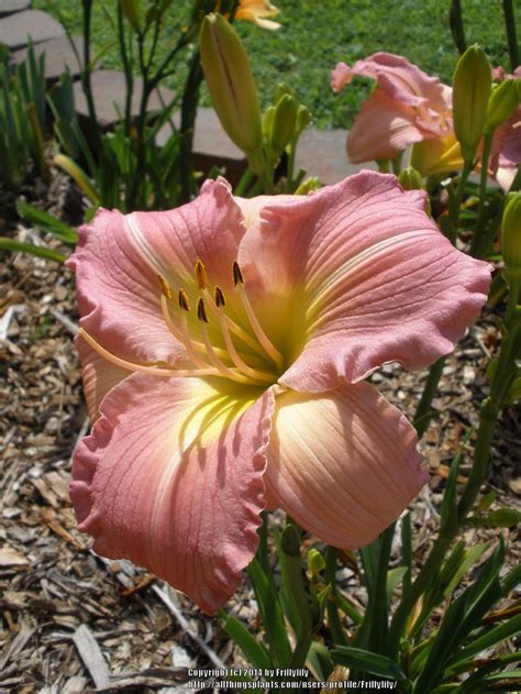 Daylily Hemerocallis Casual Charm In The Daylilies Database