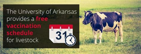 Cattle Diseases Signs And Prevention Arrowquip