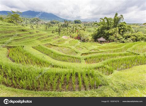 Jatiluwih Rice Terrace Stock Photo Tenedos