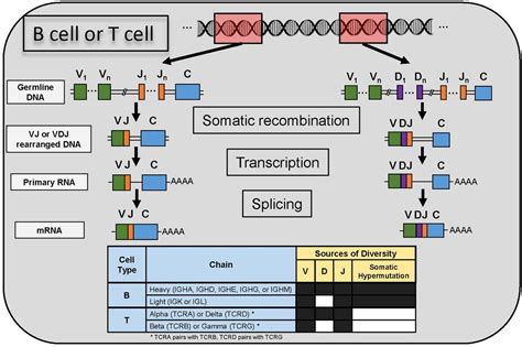 Systematic Profiling Of Full Length Immunoglobulin And T Cell Receptor Repertoire Diversity In