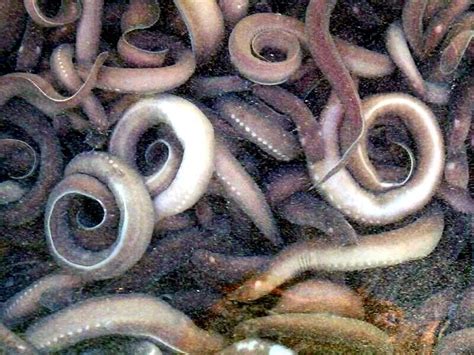 Hagfish – "OCEAN TREASURES" Memorial Library