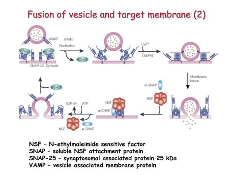 Ppt Vesicular Transport Powerpoint Presentation Free Download Id