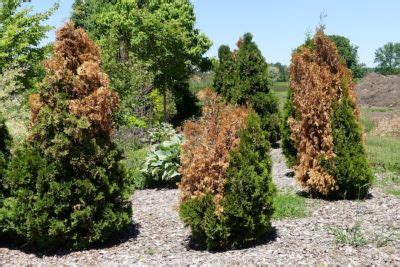 Why Is My Arborvitae Turning Brown How To Save It