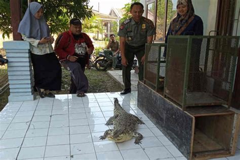 Bbksda Jawa Barat Terima Buaya Kukang Dan Kucing Hutan Dari Warga