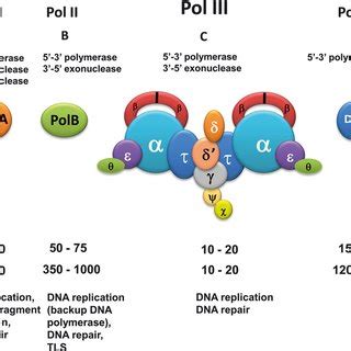 A Model Of The Escherichia Colidna Pol Iii He At The Chromosomal