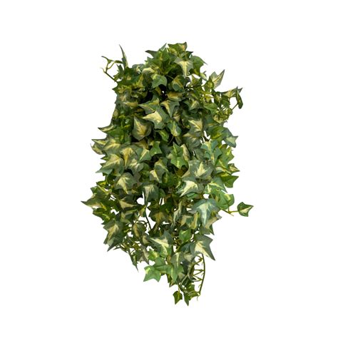 Hedera Helix 20 Cm Green Bubble