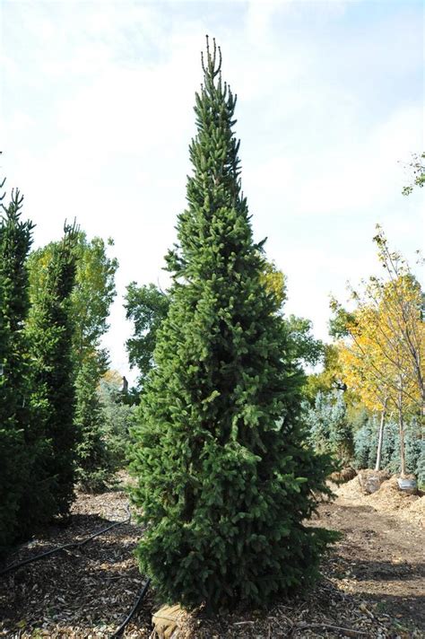 Picea Abies Cupressina Cupressina Norway Spruce Jim Whiting Nursery