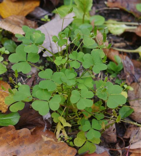 Three Leaved Identify That Plant