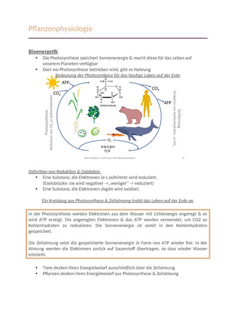 Pflanzenphysiologie Zusammenfassung Pflanzenphysiologie Bioenergetik