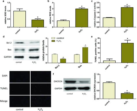 H O Induced Oxidative Stress And Apoptosis Of A Cells And