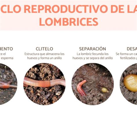 Cómo se reproducen las lombrices de tierra Nucleo Jardin