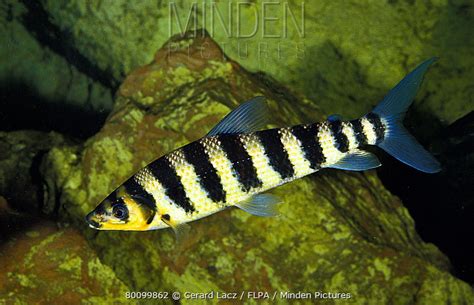 Black-banded Leporinus stock photo - Minden Pictures