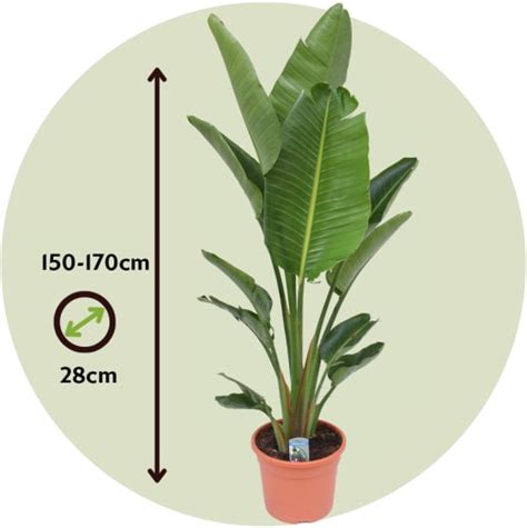 Strelitzia Nicolai XXL Plante Oiseau De Paradis Pot 28cm Hauteur