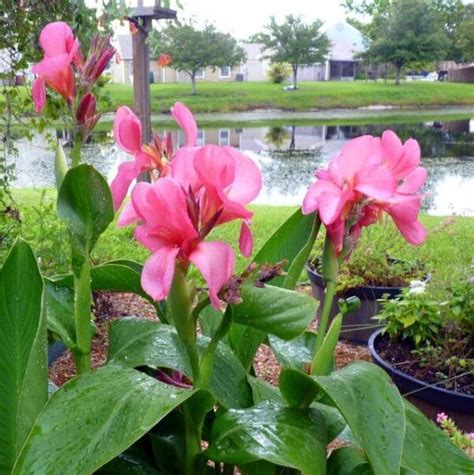 Цветы канны: их фото, выращивание, посадка и уход за растениями ...