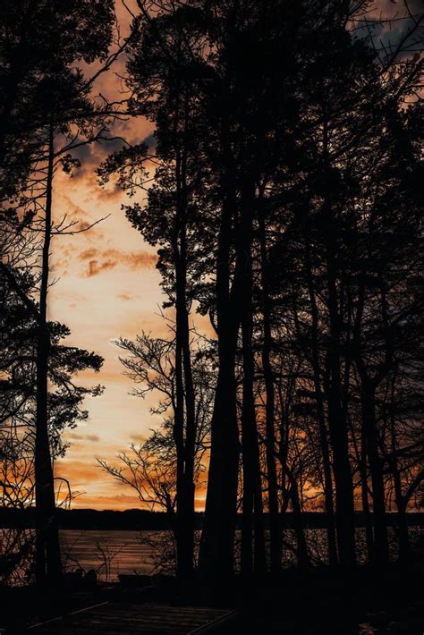 Silhouette Of Trees Under Cloudy Sky During Sunset Stock Photo