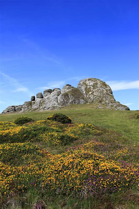 Gorse And Heather Haytor Rocks Dartmoor Photograph By Dave Porter