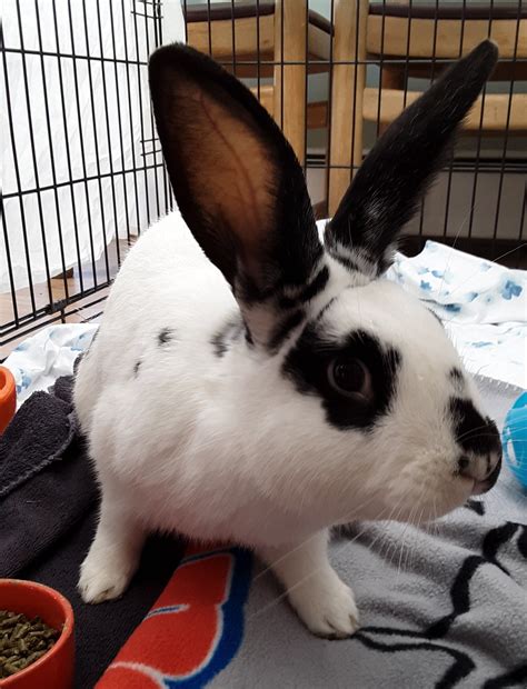 providence animal rescue league providence ri 1