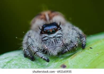 Jumping Spider Hyllus Giganteus Female Kinabalu Stock Photo (Edit Now ...