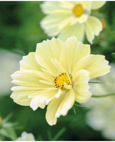 Buy Rare Unusual Exciting Plants Hayloft Cosmos Bipinnatus Xanthos