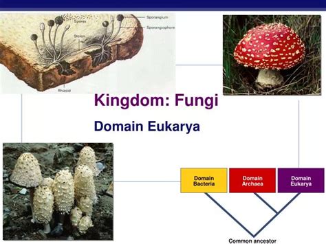 Ppt Kingdom Fungi Powerpoint Presentation Free Download Id1429463