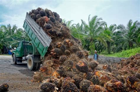 Petani Sawit Menjerit Harga Pupuk Hingga Herbisida Naik Pasca Larangan