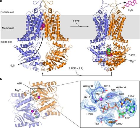 Cryogenic Electron Microscopy Cryo Em Structures Of A Human Abcg2