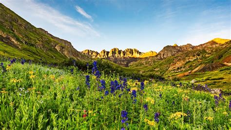 High Altitude American Basin With Wildflowers San Juan Mountains