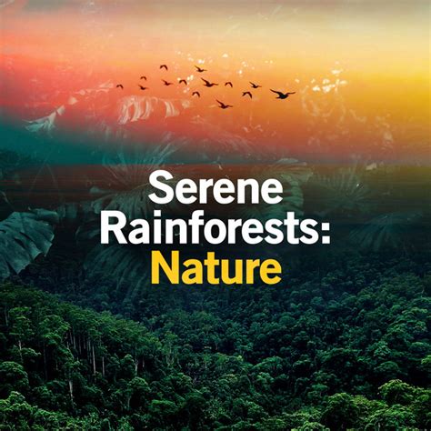 Serene Rainforests Nature Album De Nature And Rainforest