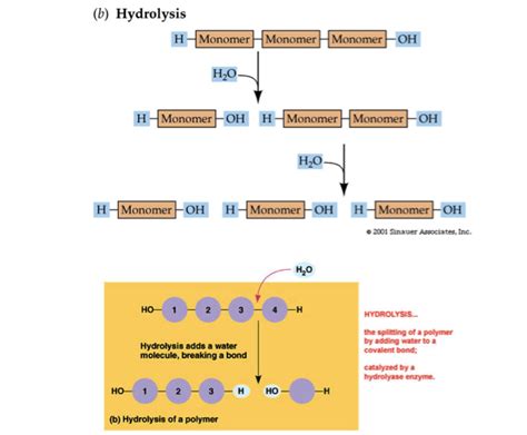 Biology Interactive Notebook: Biomolecules (Hydrolysis Reaction)