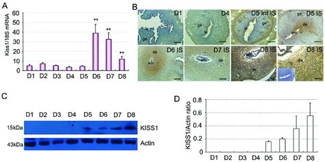 Expression Of Kiss In Mouse Uterus During Early Pregnancy A Levels