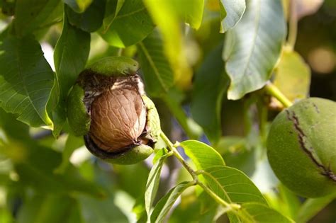 Premium Photo | Walnut tree with walnut fruit in green pericarp on branch