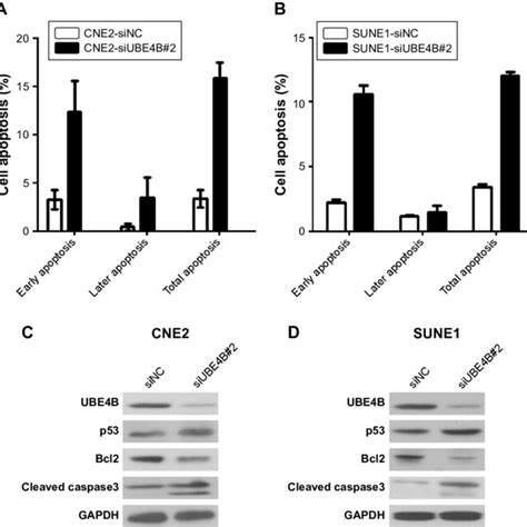 Knockdown Of Ube4b Induces Cell Apoptosis In Nasopharyngeal Carcinoma