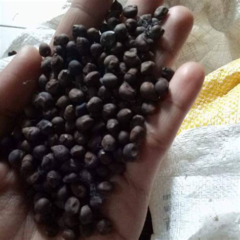 Biji Kapuk Randu Klenteng Randu 1Kg Biji Kapuk Bibit Benih