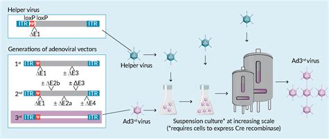 The Left Box Illustrates The Genome Of The Helper Virus And Of The