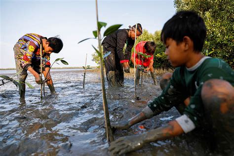 Indonesia mangrove restoration engages coastal villagers ...