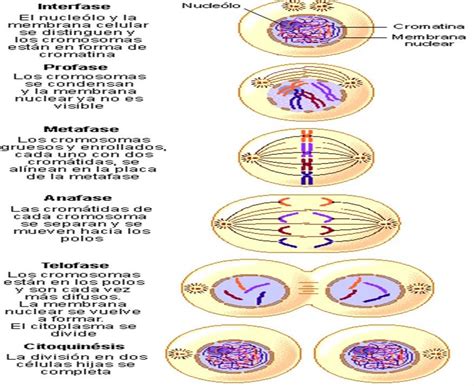 en la figura se muestra el proceso de divisiÃ³n celular por mitosis