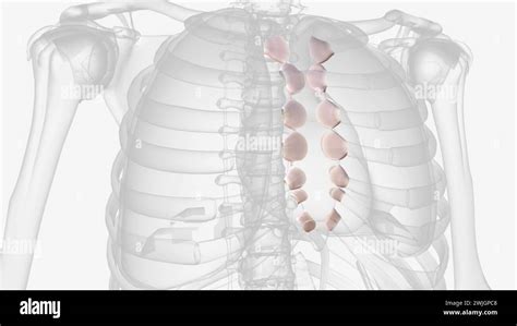 Ligaments Of Sternocostal Joints 3d Medical Stock Photo Alamy