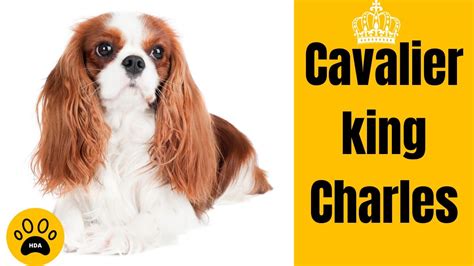 Le Chien Cavalier King Charles Spaniel Historique Caract Re