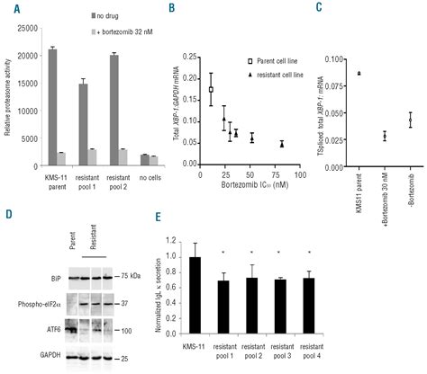 Response Of Myeloma To The Proteasome Inhibitor Bortezomib Is