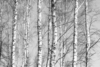 Fototapete Birkenwald Schwarz Weiss