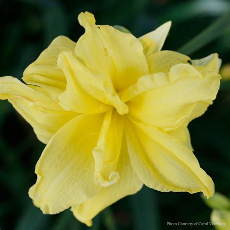 Hemerocallis Double River Wye Daylily From Sandy S Plants