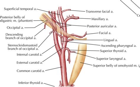 Neck - Anterior Triangle Flashcards | Quizlet 