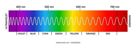 Leer Plano Roble Espectro Visible Para El Ojo Humano Ignorar Grueso