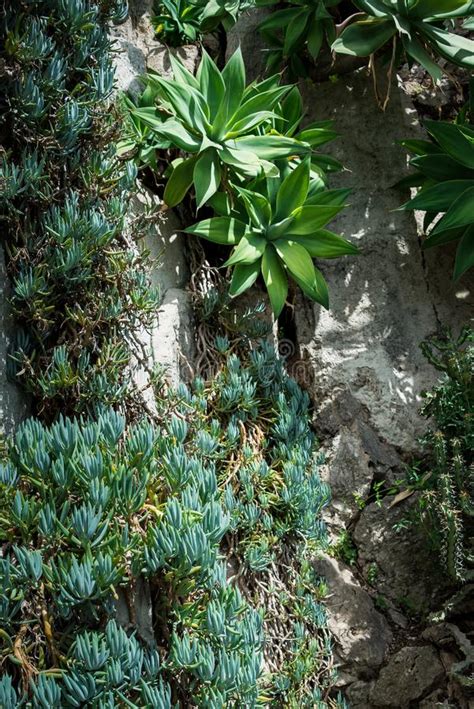 Agave Growing in the Exotic Garden. the Garden of Exotic Plants Stock ...