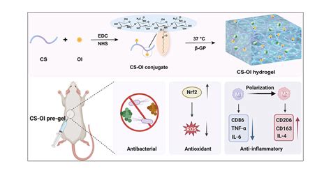 Injectable Hydrogel Of Chitosan Octyl Itaconate Conjugate Modulates