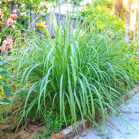 Lemon Grass Plants For Sale