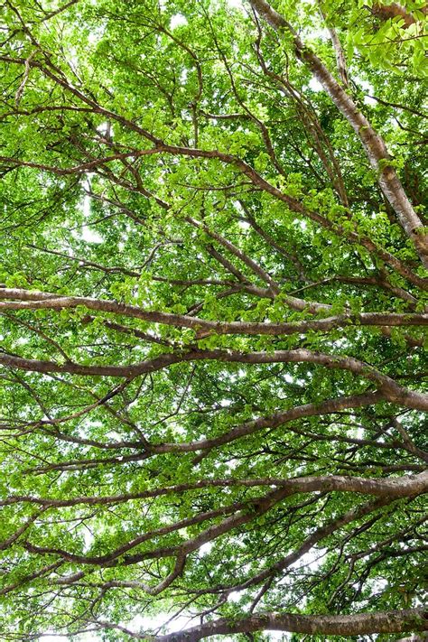 ANTOINE BOUREAU Arbre banyan et route île de Tanna Vanuatu Banyan