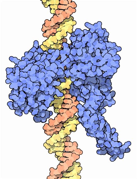 DNA untangled: Topoisomerase enzymes remove our genetic knots ...