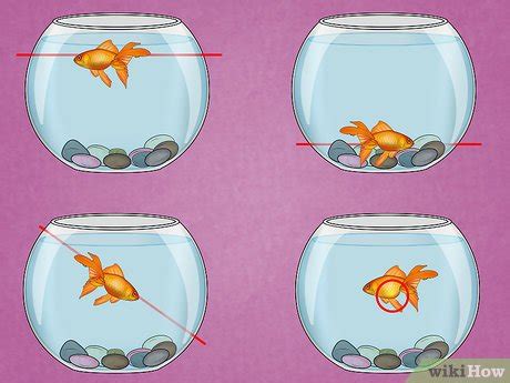 3 Ways to Fix Swim Bladder Disease in Goldfish - wikiHow